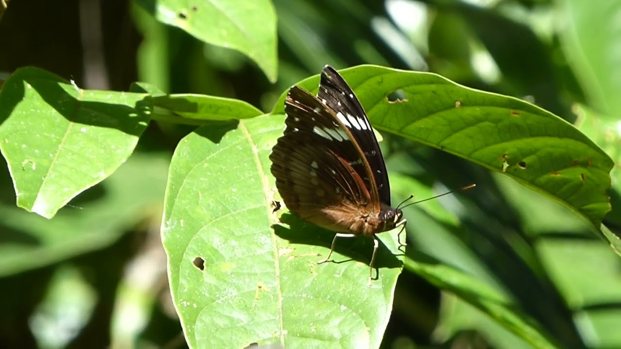 Lexias aeetes, Anaso track, Lore Lindu, Sulawesi, Indonesia, 4 Aug 2014