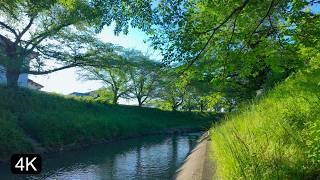 Slow TV Japan | Sunset Glow & Fresh Green : A Peaceful Riverside Walk screenshot 5
