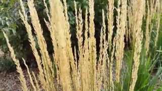 When Is The Best Time to Cut Back Karl Foerster Feather Reed Grass?