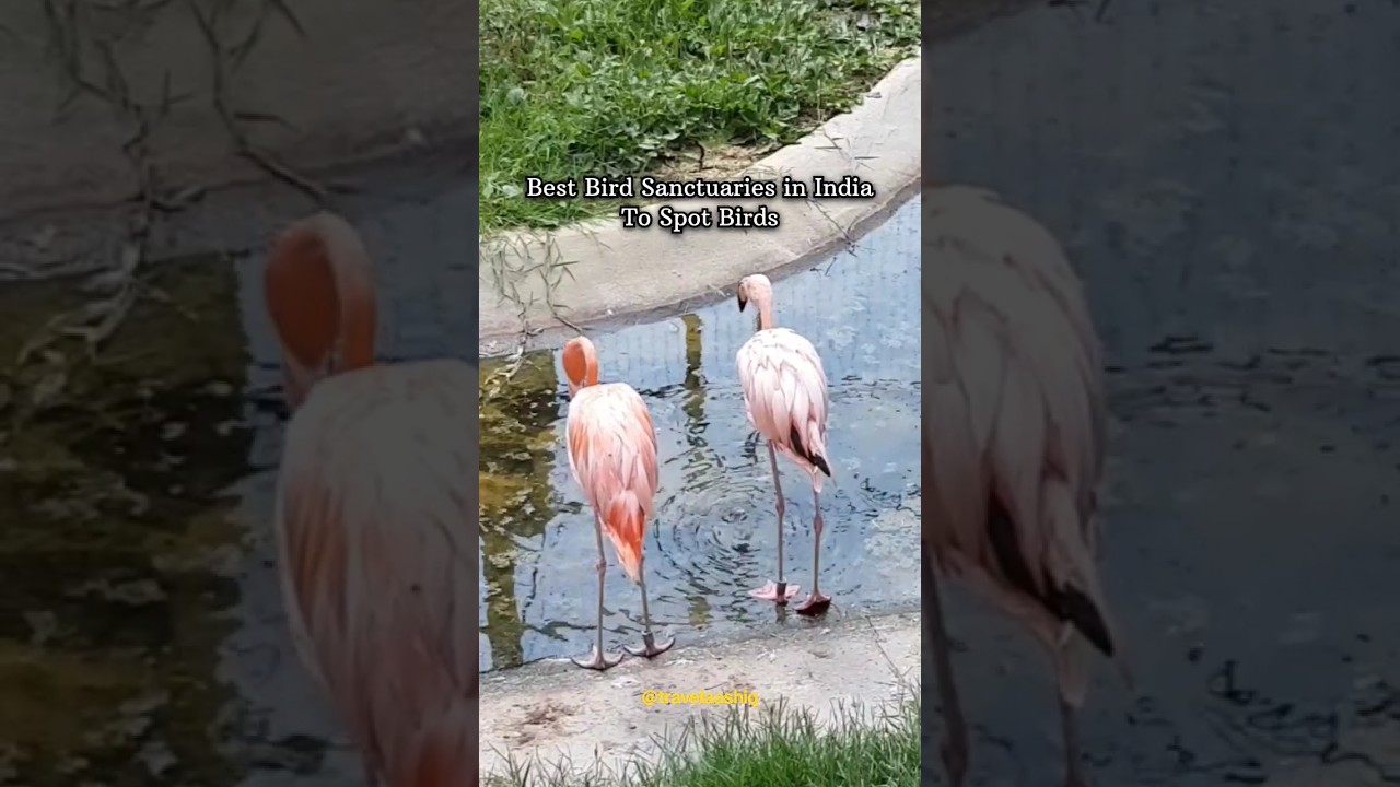 Best Bird Sanctuaries in India to Spot Birds | Travel Aashiq 