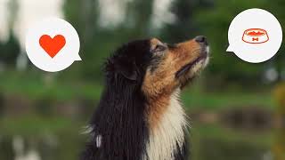 Weenect Dogs 2 Gps Tracker Locate Your Dog On Smartphone App Pettech.co.uk
