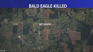 Bald eagle found shot dead in Lawrence County