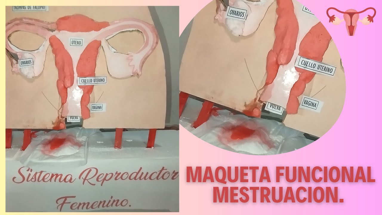 Maqueta De Aparato Reproductor Masculino Y Femenino Youtube