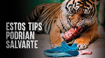 ¿Qué debo hacer si veo un tigre?