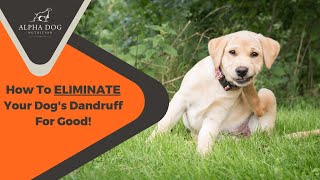 How To Eliminate Your Dog’s Dandruff by Alpha Dog Nutrition 115 views 1 year ago 3 minutes, 59 seconds