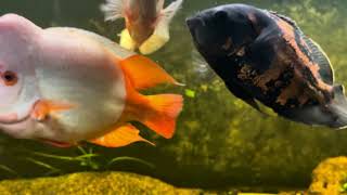 250 gallon trying to pet my Red devil/ Midas, and Oscar cichlid. Hand feeding attempt.