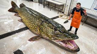 Giant Pike: Catch, Fillet & Cook – The River Monster With Razor-Sharp Teeth!