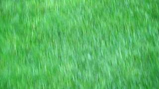 MVI_0707.AVI