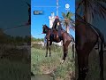 Helicopter airlifts horse from pond in Spain