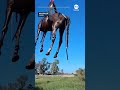 Helicopter airlifts horse from pond in Spain