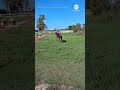 Helicopter airlifts horse from pond in Spain