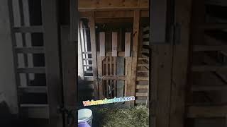 Goat Jumps Over Fence to Escape From Pen - 1107204-1
