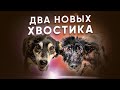 VLOG: + 2 ХВОСТИКА: Один лысый, второй с огромной опухолью. Что делать?