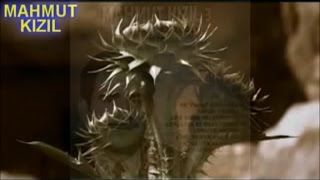 Mahmut Kizil - Dilo Eyvane