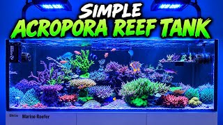 Simple Acropora Reef Tank, as Good as it Gets.