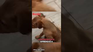 Bingo y Jack: dos perritos con discapacidades que se encontraron cuando más se necesitaban ❤️