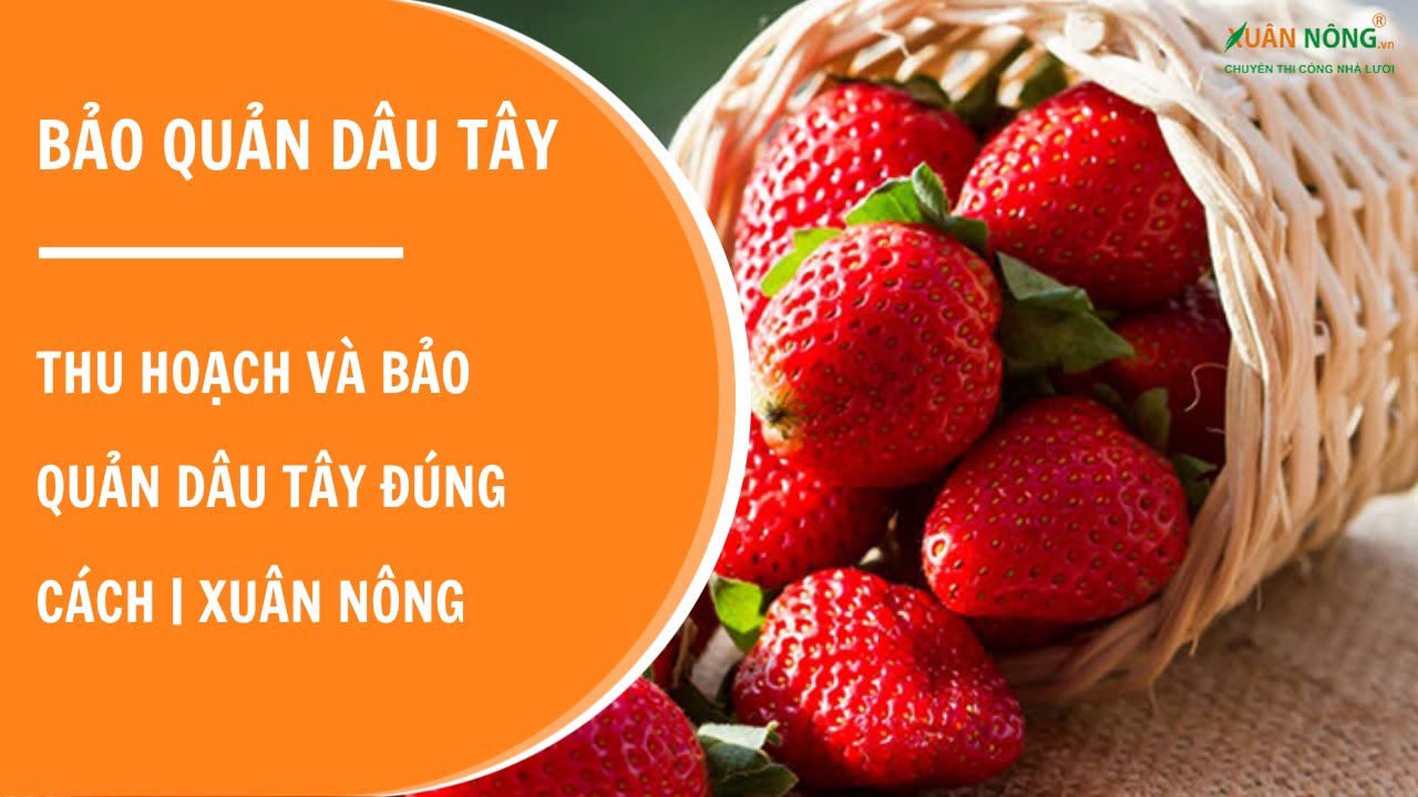 Thu hoạch và bảo quản dâu tây đúng cách | Xuân Nông - youtube