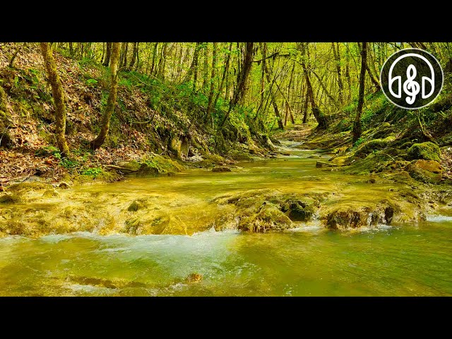 Watch Spring sounds of nature. A clear mountain stream with the singing of forest birds. on YouTube Watch Spring sounds of nature. A clear mountain stream with the singing of forest birds. on YouTube