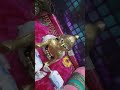 trend with laddu gopal ji