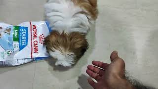 Special Dry Dog food for 2 Months Old Shih Tzu Puppy from Royal Canin சிட்சு பப்பி உணவு