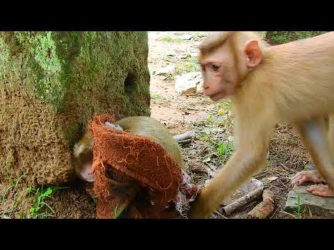 This monkey loves napkin