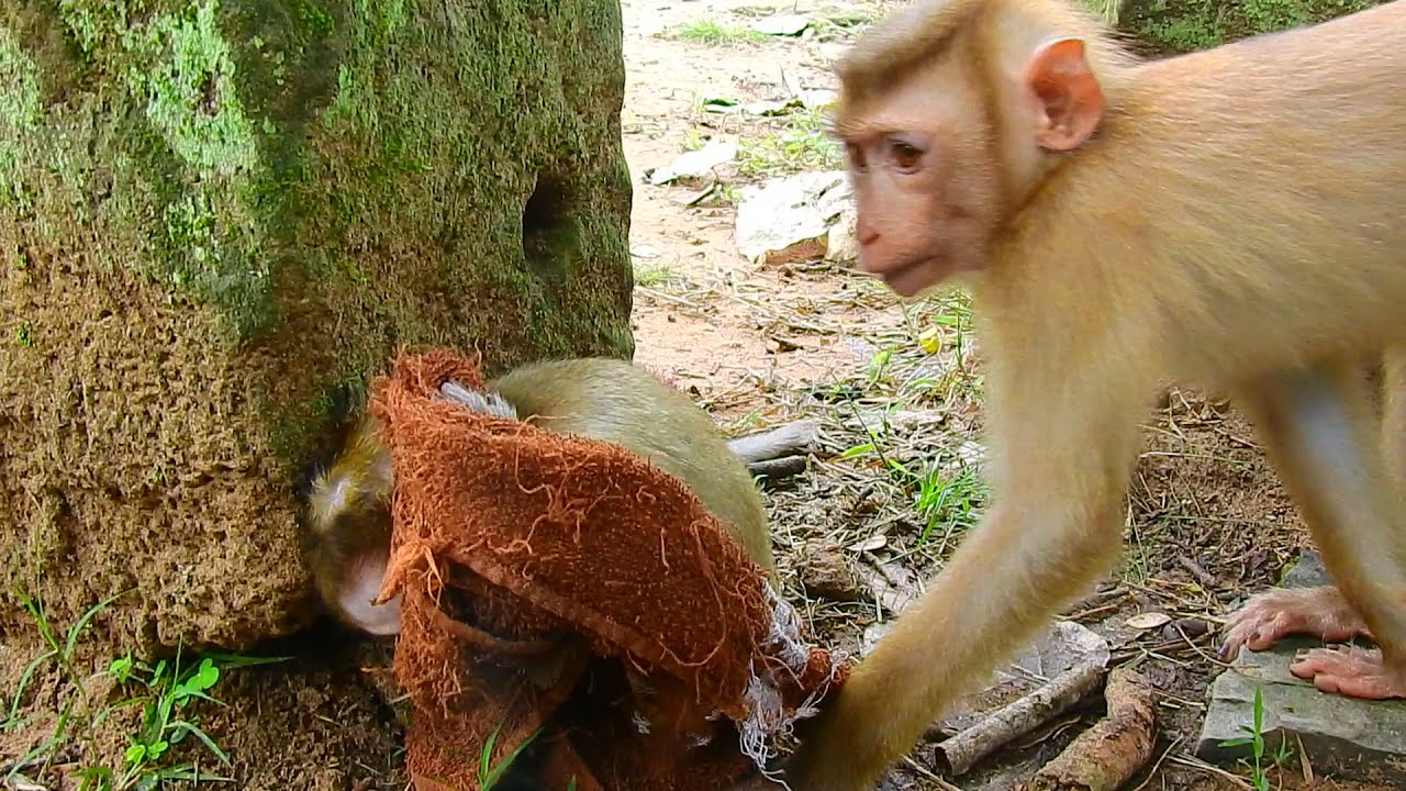 This monkey loves napkin