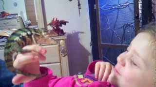 Little Girl Getting Licked In The Face By Mr. Bitey The Chameleon And His Long Tongue