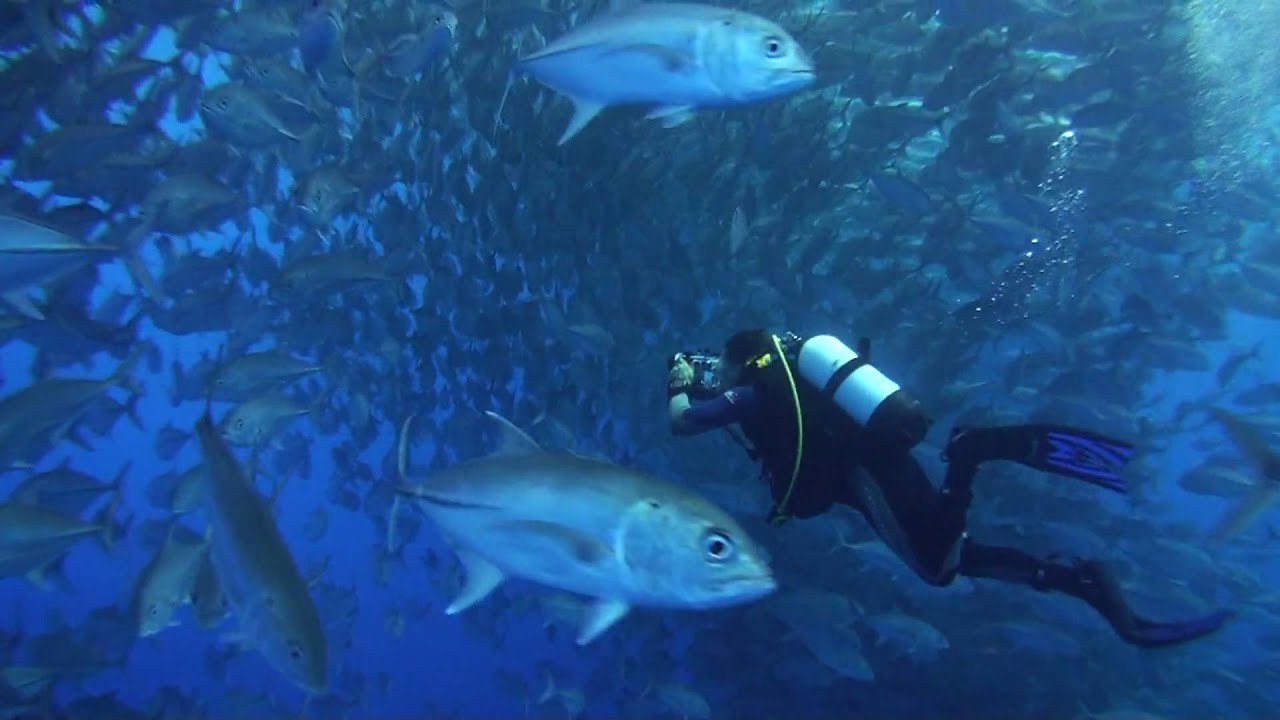 HD Cocos Island Diving 3/4 YouTube