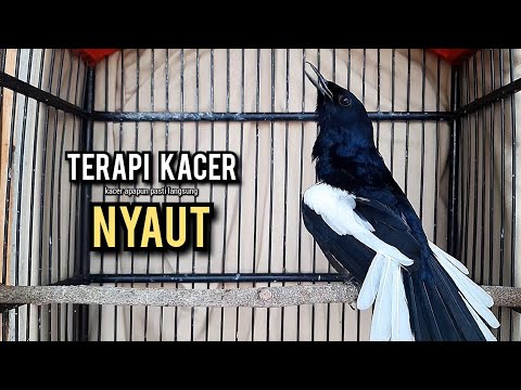 kacer gacor NGEPLONG tarung ini paling ampuh buat PANCINGAN KACER agar EMOSI NYAUT