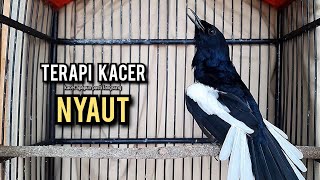kacer gacor NGEPLONG tarung ini paling ampuh buat PANCINGAN KACER agar EMOSI NYAUT