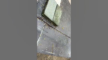 😱Slow but still managed to defeat the hare 🤣👀#tortoises #youtube  #chandrathelife