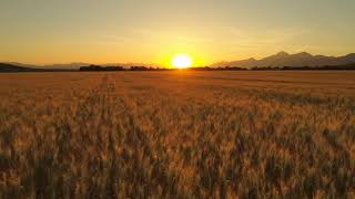 Aerial View of Lush Wheat Fields on Vast Agricultural Farmland - Free Stock Videos - Free Download
