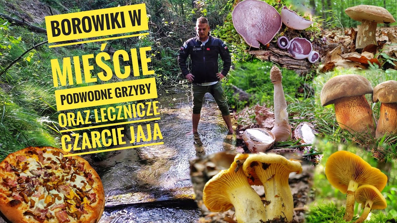 Borowiki w mieście oraz podwodne grzyby i kilkanaście ciekawostek grzybowych.