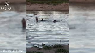 Hippo Filmed 'Synchronised Swimming'