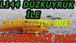 L144 Albi̇no Cüce Vatoz İle Klasi̇k Albi̇no Cüce Vatoz Arasindaki̇ Fark - L144 Cüce Vatoz