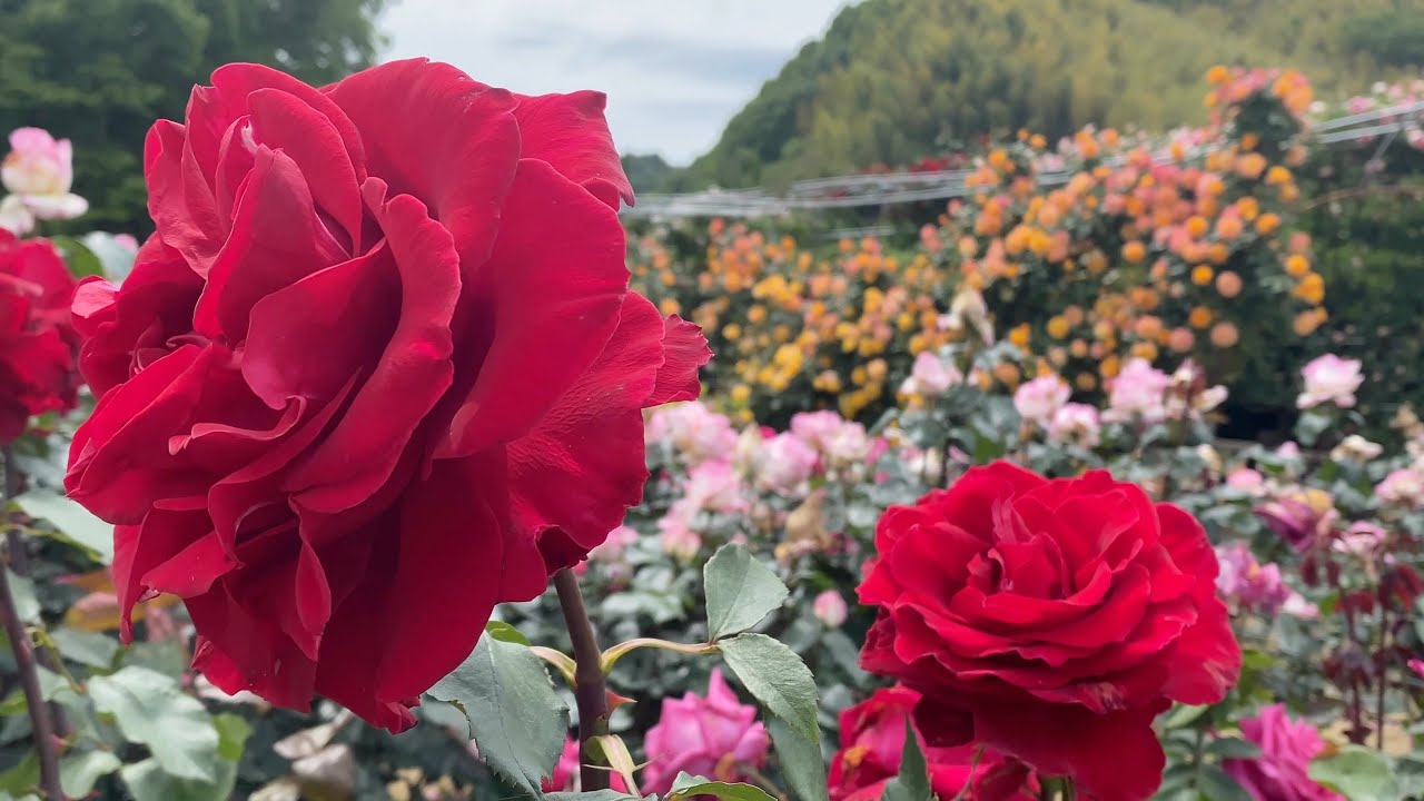 2021/05/10　満開です！　菊間かわら館のバラ園　〜愛媛県今治市〜