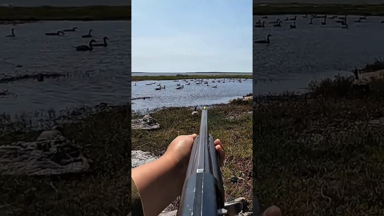 Тихая вода. Внезапный взлёт. Гусь сбит. | 