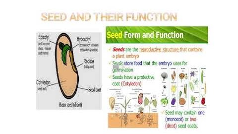 Science Class6 Ch9 Part 6(Plants-Form and functions)