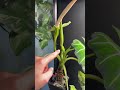 Das erste Mal das ich das machen kann🌸 #pflanzen #blüte #zimmerpflanzen #alocasia #pflanzentipps