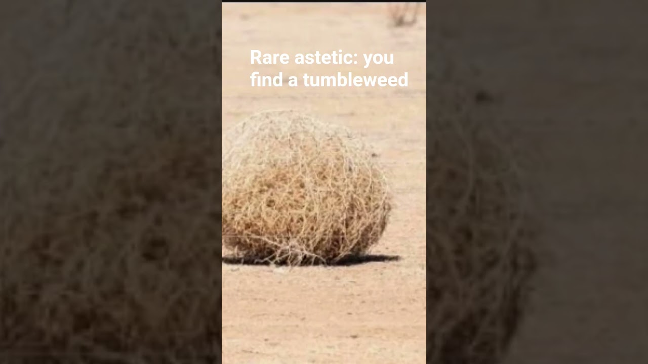 tumbleweed 🧶