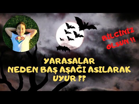 Video: Yarasalar kimlər başıaşağı asılır?