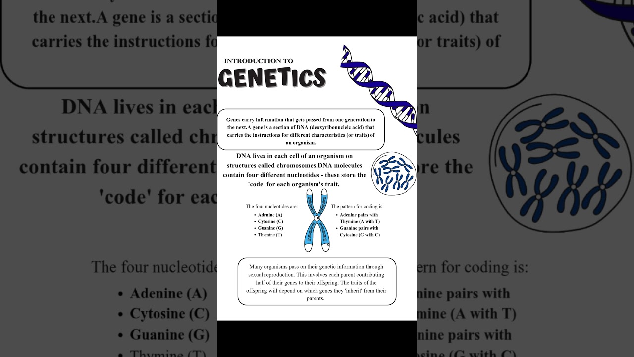 Introduction To Genetics |What is a Gene? DNA, Nucleotides, Chromosomes and the Code of Life