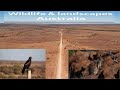 Wildlife &amp; Landscapes Australia: South Australia to Alice Springs