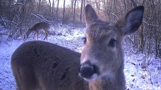 Mid March Snows Melt Into Spring