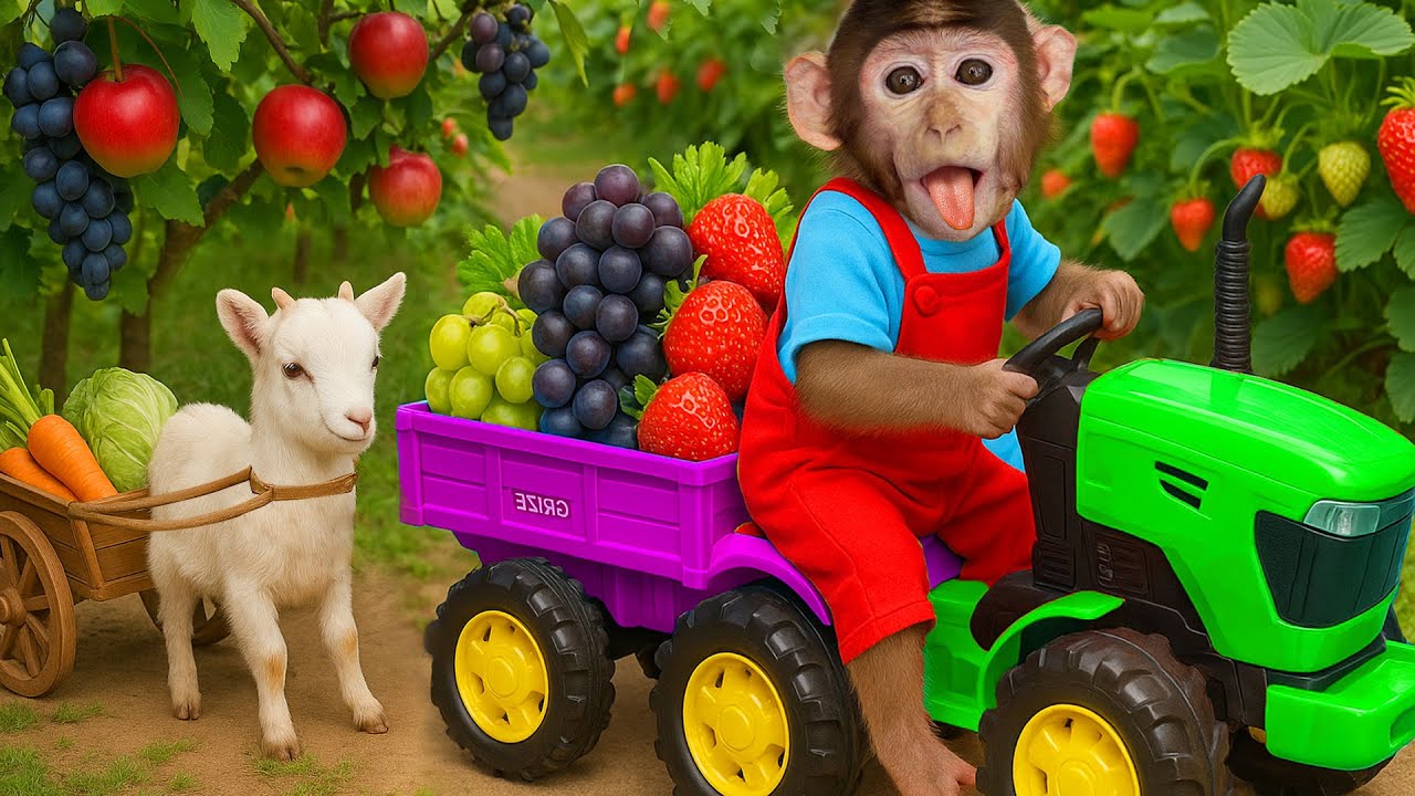 Mono KoKo conduce un tractor y cosecha frutas en el jardín con su amigo Cabra! | MONO KOKO ESP