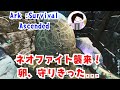 【ARK:Survival Ascended】ネオファイト襲来！オーレリアックスの卵防衛戦 #190