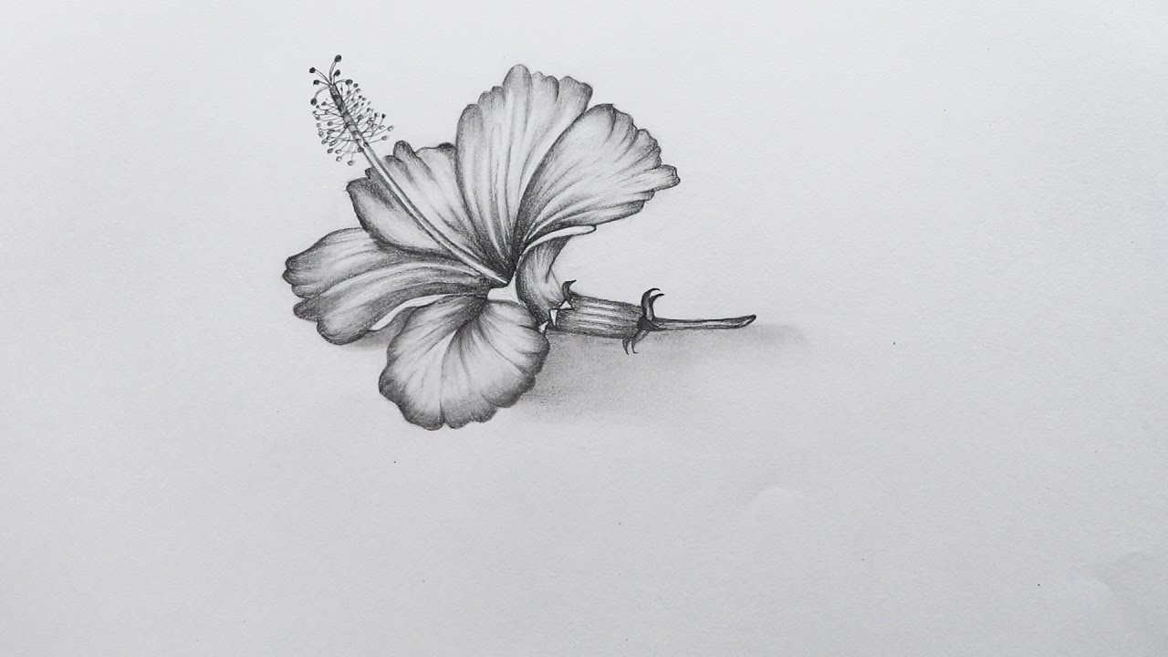 Featured image of post Drawing Pencil Easy Flower Drawing Pencil Hibiscus Flower : This tutorial is specifically designed for beginners because i feel passionate about sharing my joy for drawing.