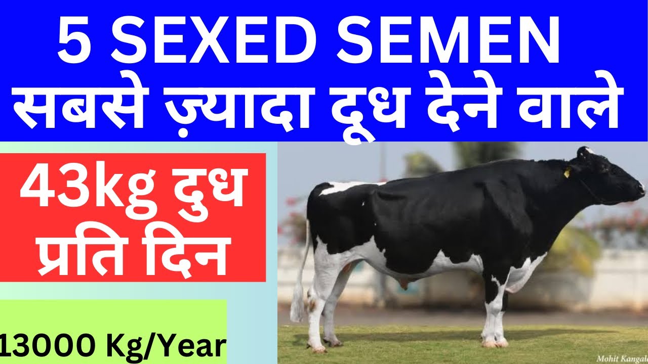 5 SEXED SEMEN  सबसे ज़्यादा दूध देने वाले | @Dr Charandeep