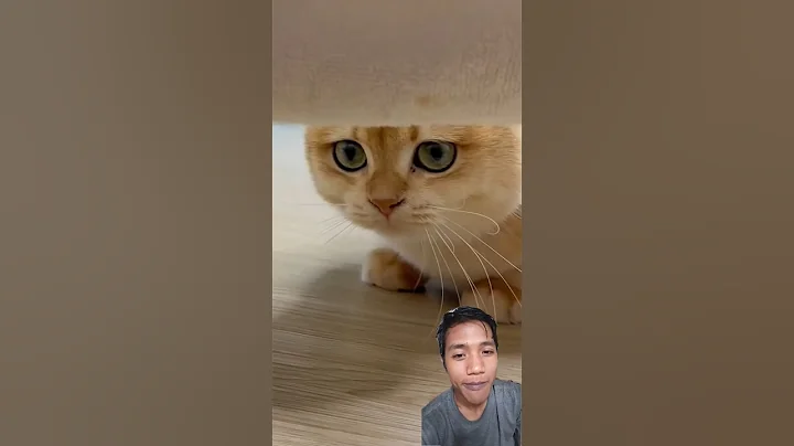 Video 11740961: cats kitten funnycats catlovers, cats kitten funny catlover