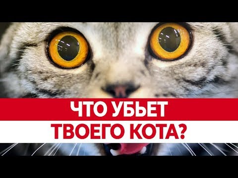 Вредная ЕДА ДЛЯ КОШЕК. Чем кормить кошку? Что нельзя кошкам?